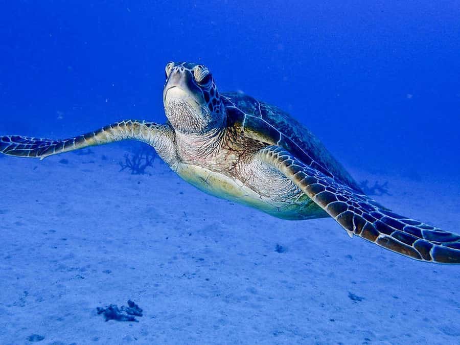 Cairns: 2-Day Great Barrier Reef Dive and Snorkel Boat Trip - Who should book this reef trip?