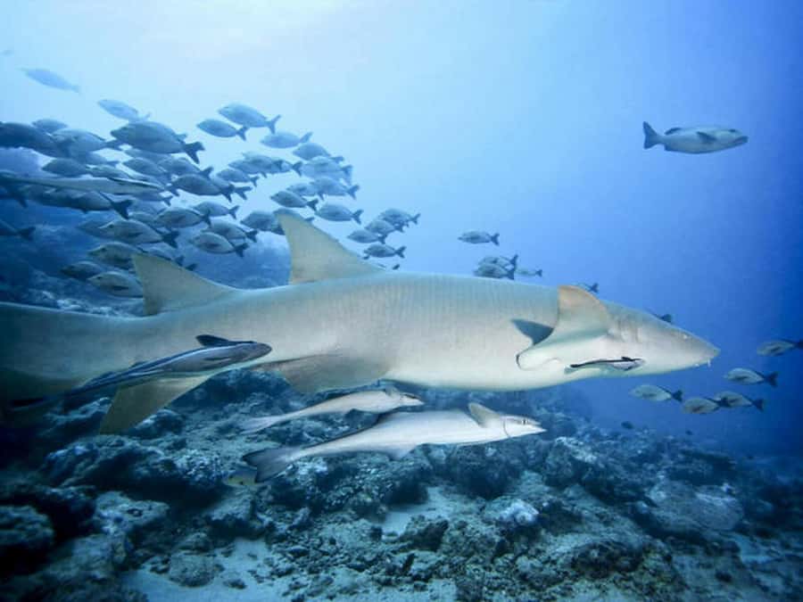 Cairns: 2-Day Great Barrier Reef Dive and Snorkel Boat Trip - Scuba for certified people and first-timers
