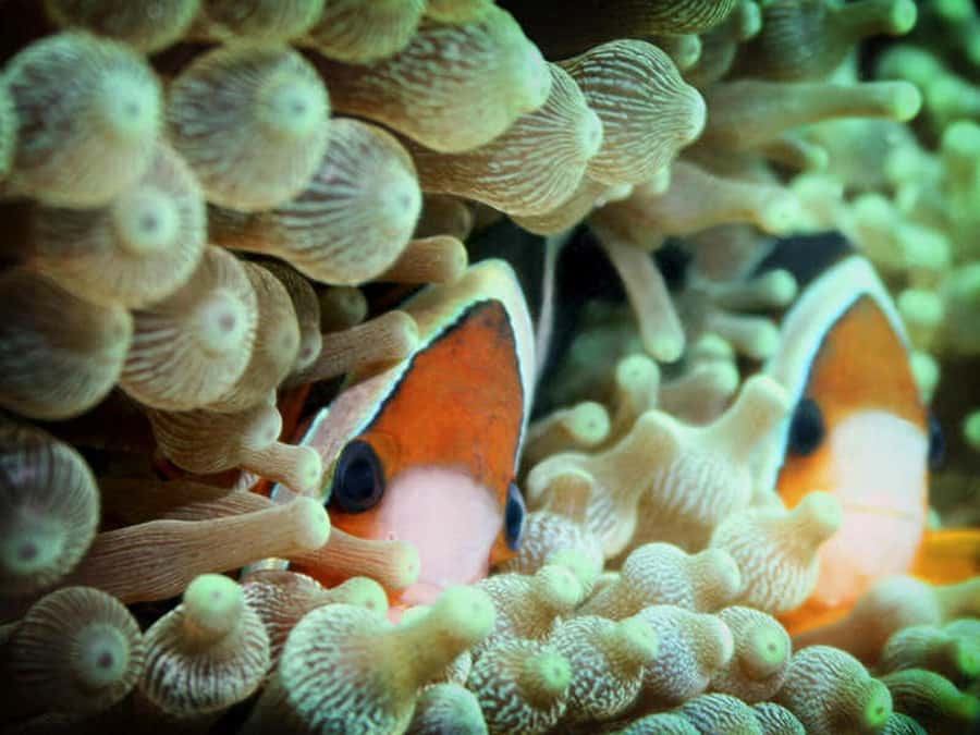 Cairns: 2-Day Great Barrier Reef Dive and Snorkel Boat Trip - The night session and the first morning