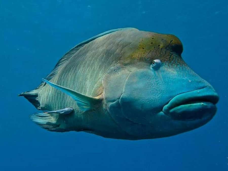 Cairns: 2-Day Great Barrier Reef Dive and Snorkel Boat Trip - What the crew adds to the experience