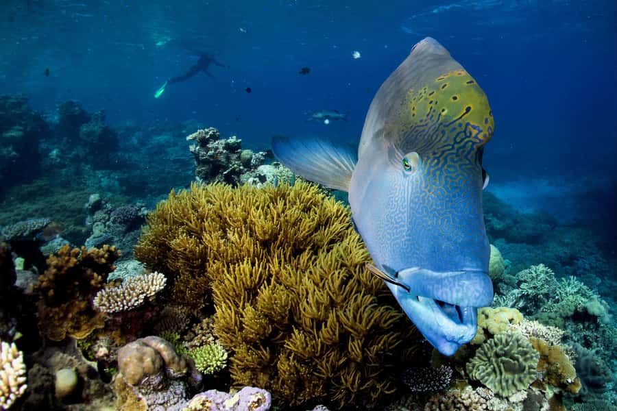 Cairns: All-Inclusive Great Barrier Reef Half-Day Snorkeling - Choosing One of Fifteen Reef Sites