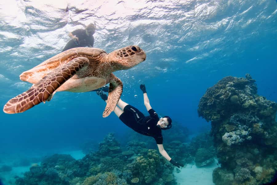 Cairns: All-Inclusive Great Barrier Reef Half-Day Snorkeling - Two Hours Among Coral, Fish, and Clams