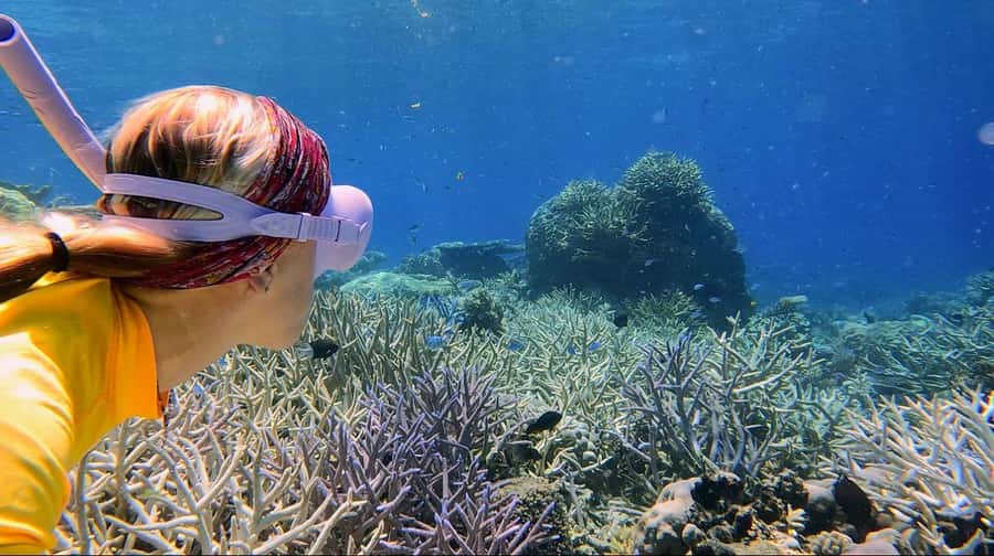 Cairns: All-Inclusive Great Barrier Reef Half-Day Snorkeling - Guides Who Make Open Water Less Intimidating