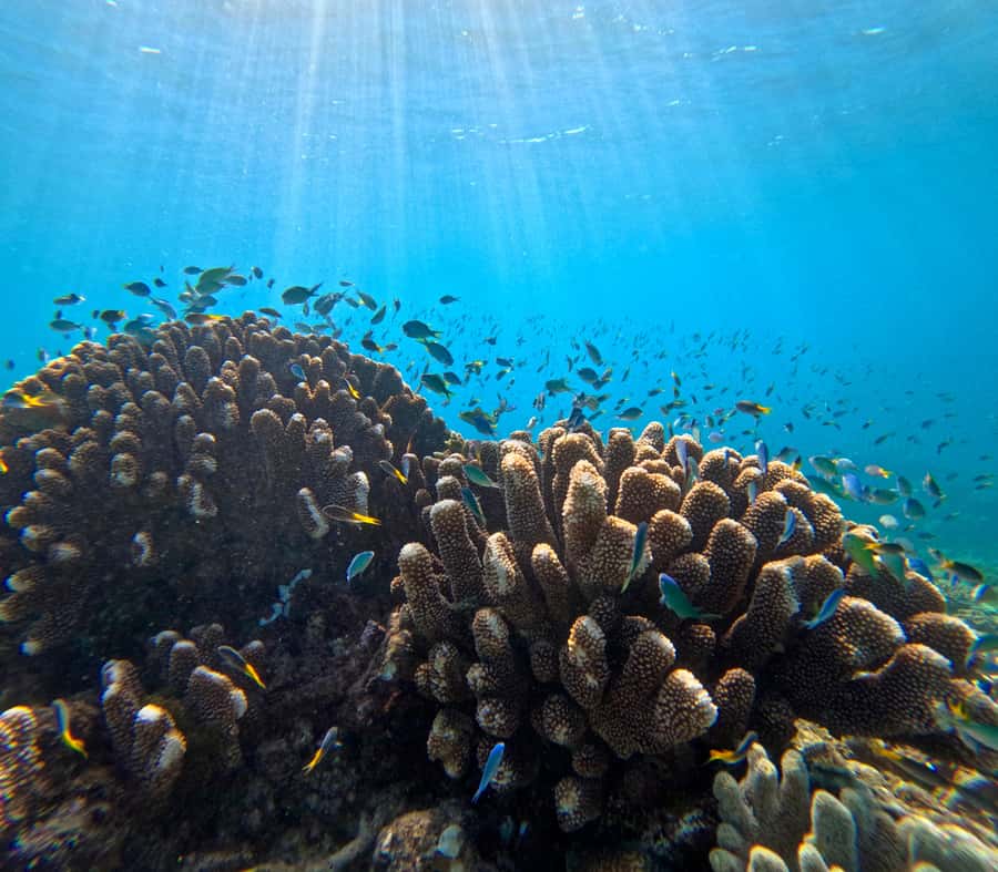 Cairns: Great Barrier Reef Half-Day Snorkelling Tour - Guided snorkelling over coral and marine life
