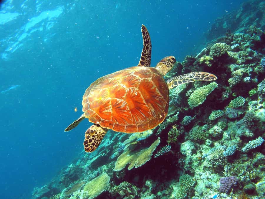 Cairns: Great Barrier Reef Half-Day Snorkelling Tour - Who should choose this tour?