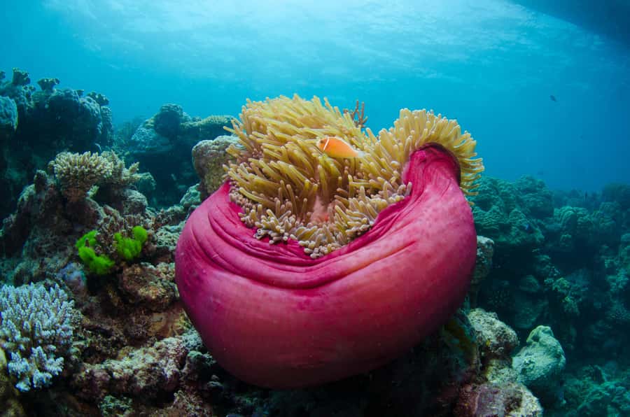 Cairns: Great Barrier Reef Overnight Snorkelling Boat Trip - Quick points before you book