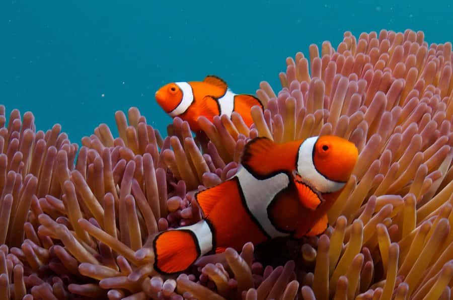 Cairns: Great Barrier Reef Overnight Snorkelling Boat Trip - Should you book the OceanQuest overnight reef trip?