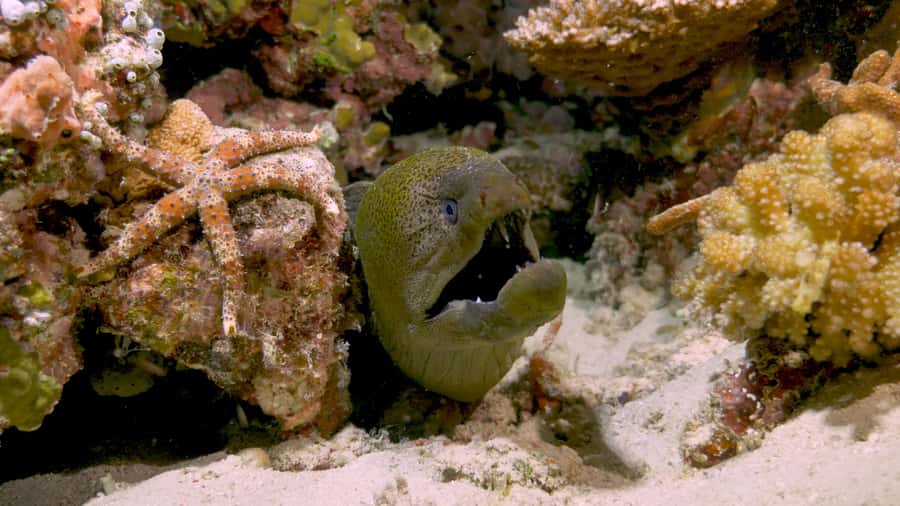 Cairns: Great Barrier Reef Overnight Snorkelling Boat Trip - The $495 price and what you receive