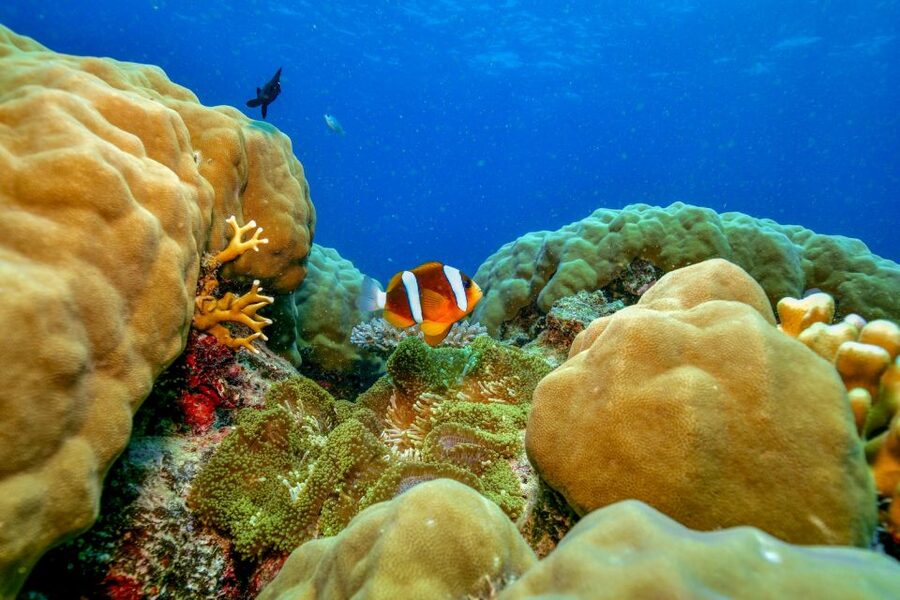 Cairns: Great Barrier Reef Premium Diving Full Day Tour - Who should book this Cairns reef tour?