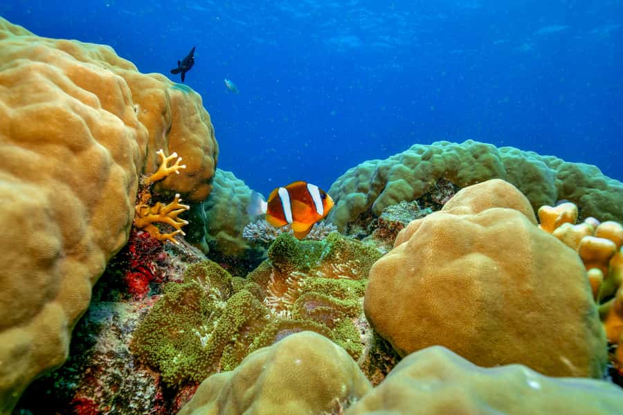 Cairns: Great Barrier Reef Premium Diving Full Day Tour - What snorkeling feels like for beginners