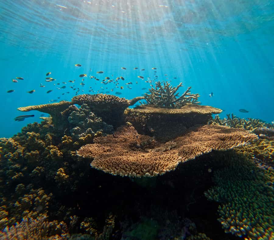 Cairns: Great Barrier Reef Small Group Snorkelling Tour - Key points at a glance