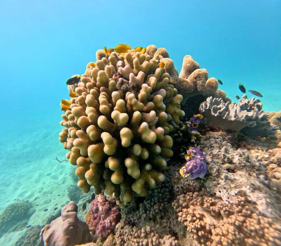 Cairns: Great Barrier Reef Small Group Snorkelling Tour - Free underwater photos are a useful bonus