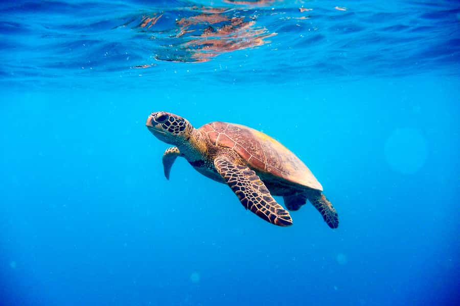 Cairns: Outer and Coral Cay Snorkel and Dive Cruise - Lunch, Snacks, and the Ride Home