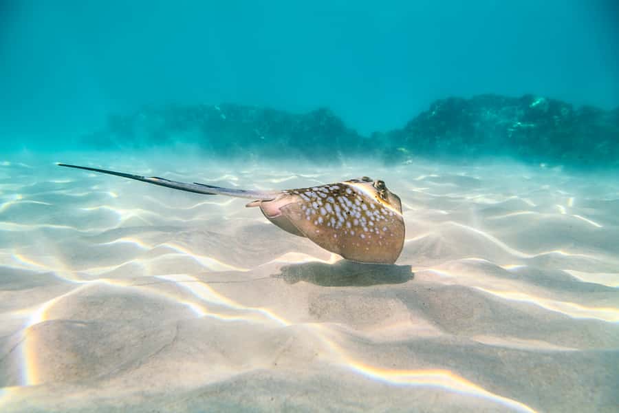 Cairns: Outer and Coral Cay Snorkel and Dive Cruise - What You Need to Handle Before Boarding