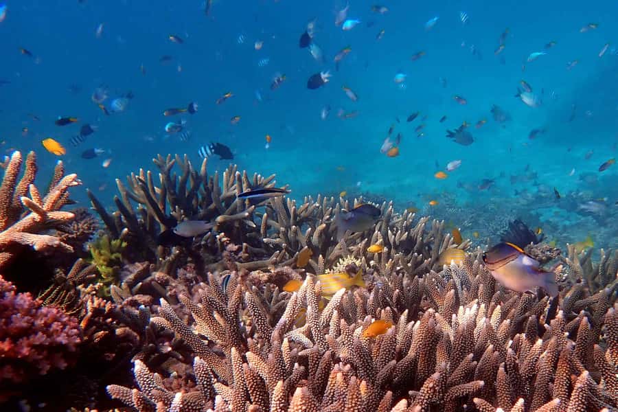 Cairns: Outer Great Barrier Reef & Dunk Island Small Group - Why Beaver Reef changes the usual Cairns reef day