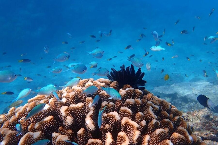 Cairns: Outer Great Barrier Reef & Dunk Island Small Group - Weather, comfort, and the things you cannot control