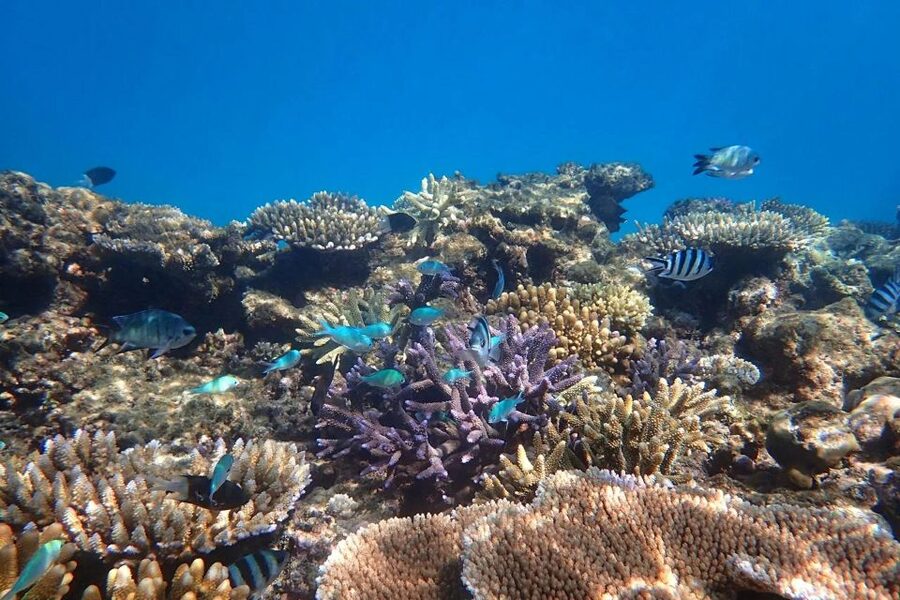 Cairns: Outer Great Barrier Reef & Dunk Island Small Group - Final verdict: book it for Beaver Reef, not convenience alone