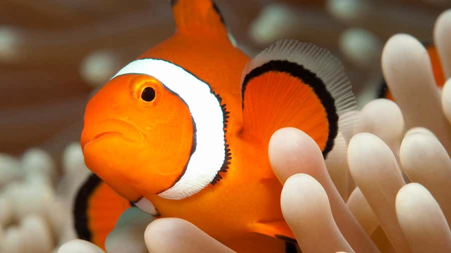 Cairns: Premium Snorkelling and Diving Reef Day Trip - The staff and level of supervision