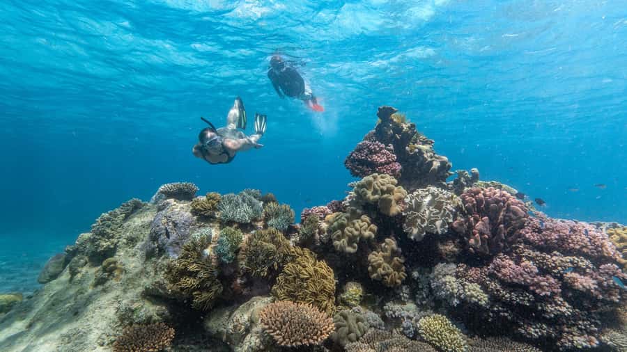 Cairns: Premium Snorkelling and Diving Reef Day Trip - What happens during the first reef stop