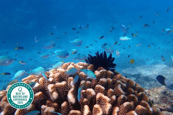 Cairns: Small Group | Outer Great Barrier Reef Snorkel & Dunk Is. - The coach ride through the Cassowary Coast