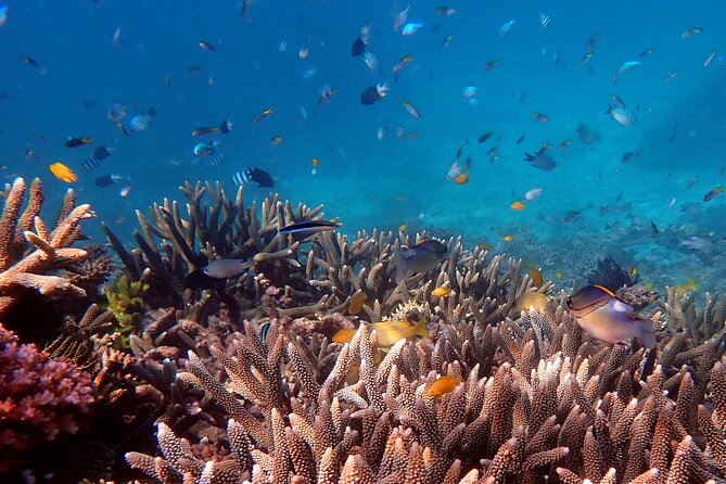 Cairns: Small Group | Outer Great Barrier Reef Snorkel & Dunk Is. - Beaver Reef and the outer Great Barrier Reef