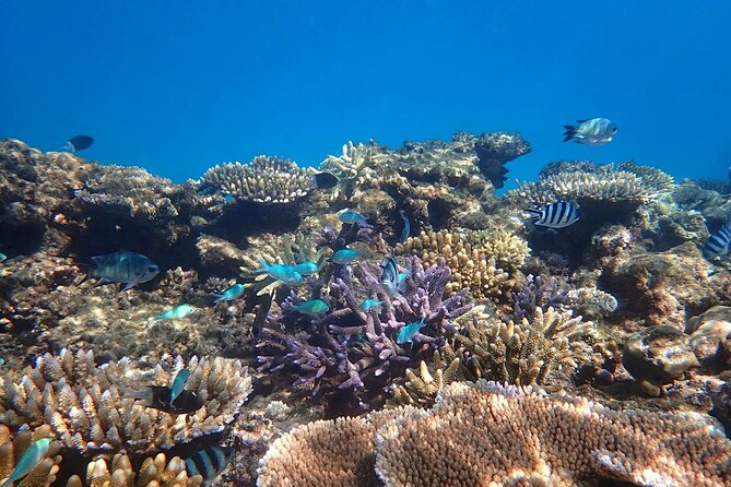 Cairns: Small Group | Outer Reef Snorkel & Dunk Island - The day at a glance