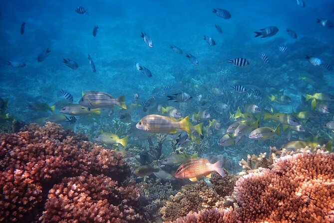 Cairns: Small Group | Outer Reef Snorkel & Dunk Island - The 6:30 a.m. start and the road to Mission Beach