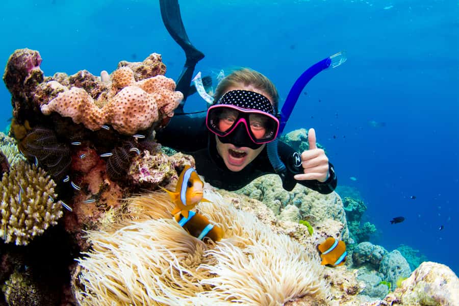 Cairns: Snorkelling and Diving Reef Day Trip - Key points to know before you book