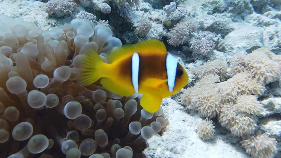 Cairo: Ain Sokhna Snorkeling cruise & optional transfer - A clean boat with one comfort concern