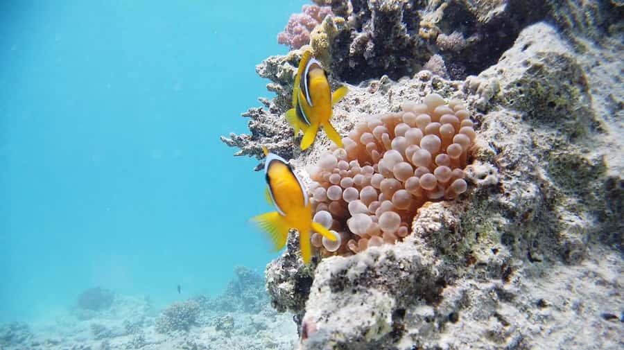 Cairo: Ain Sokhna Snorkeling cruise & optional transfer - Booking details that matter