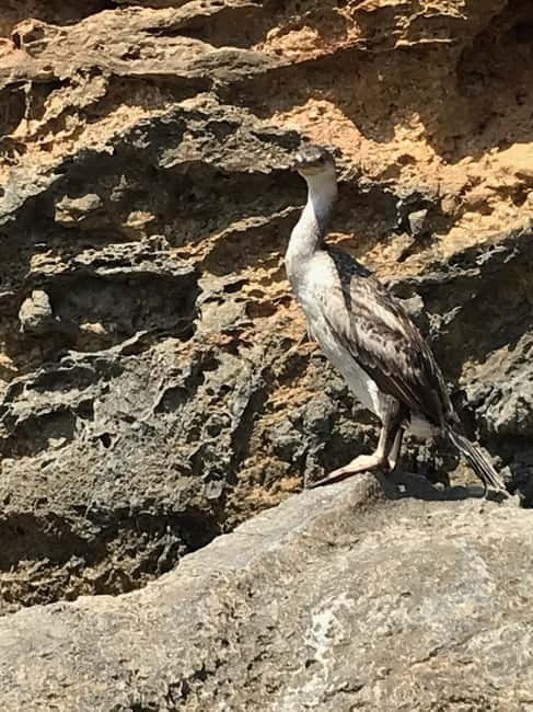 Cala Codolar: Sea & Caves Kayaking Tour with Snorkeling - Getting to Cala Codolar and Planning Your Day