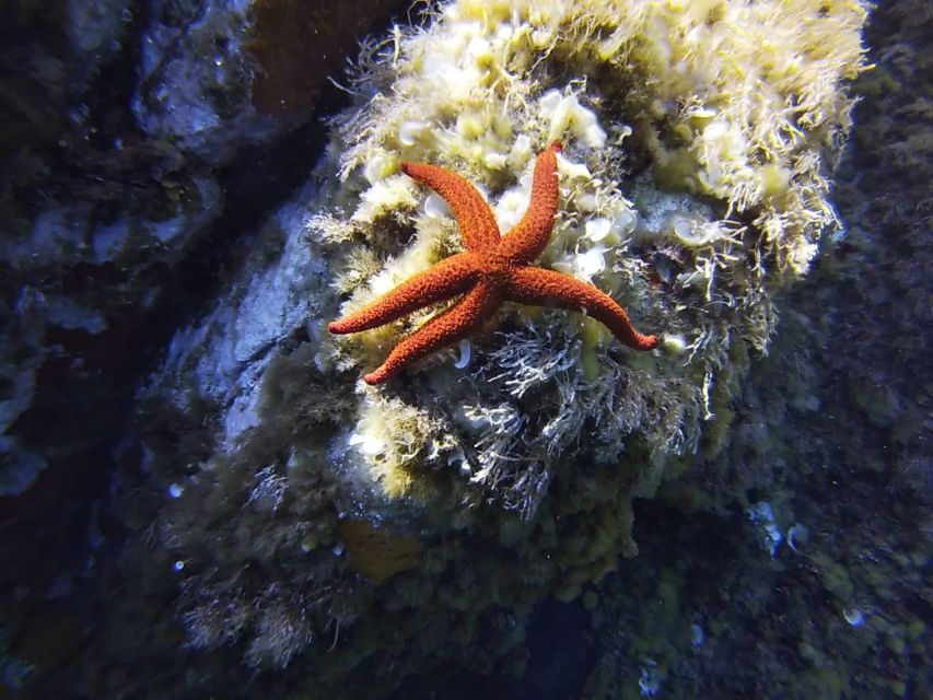 Calvi: Pointe de la Revellata Snorkeling Boat Tour - What you may see below the surface