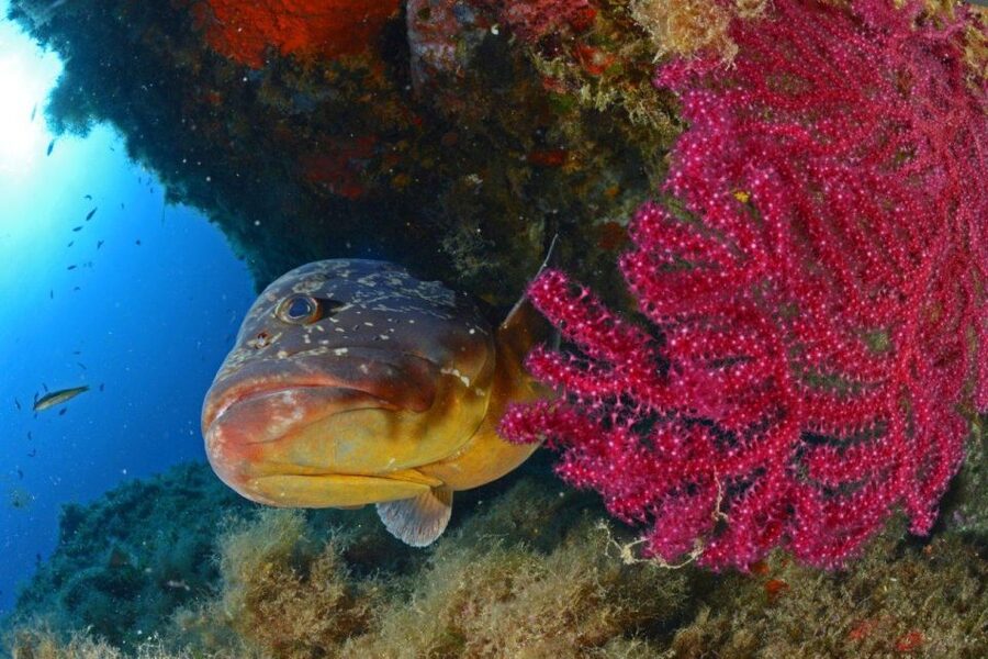 Calvi: Pointe de la Revellata Snorkeling Boat Tour - Who will enjoy this Calvi boat tour most