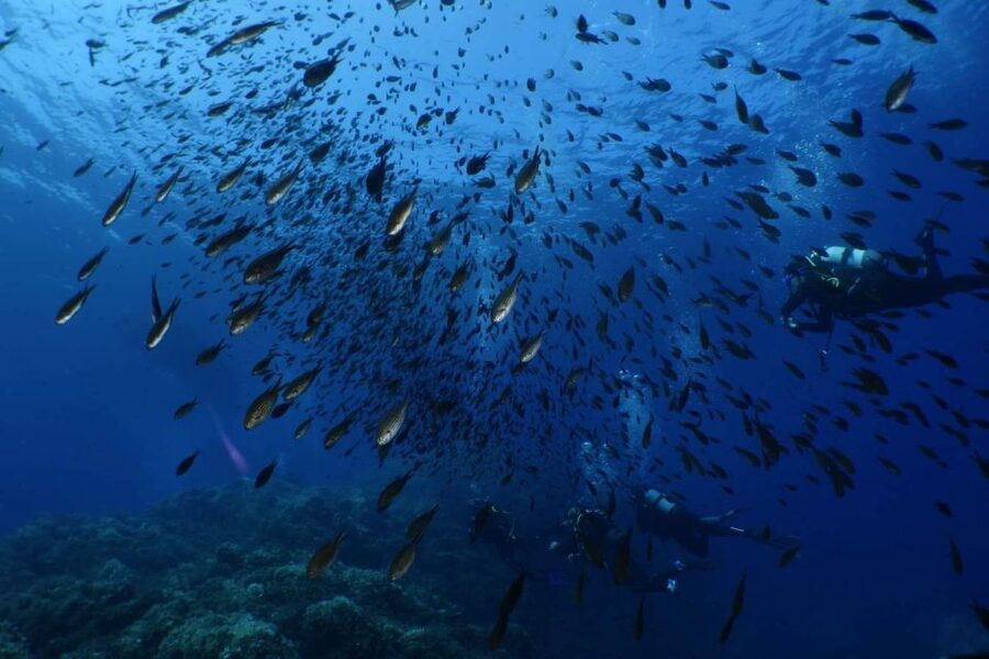 Calvi: Pointe de la Revellata Snorkeling Boat Tour - Meeting point, language, and booking flexibility