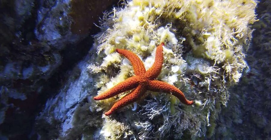 Calvi: Pointe de la Revellata Snorkeling Boat Tour - Reaching a boat-only snorkeling site