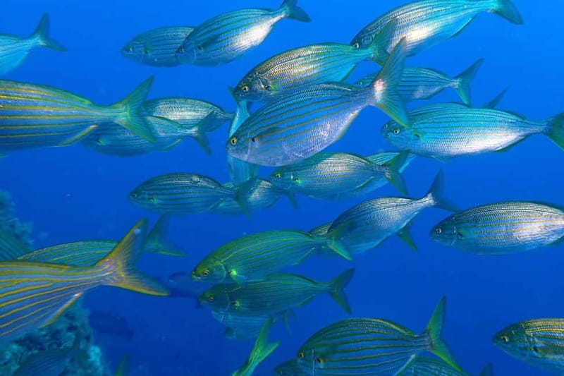 Calvi : Sortie snorkeling en bateau en bordure de réserve - Language, timing, and practical limits