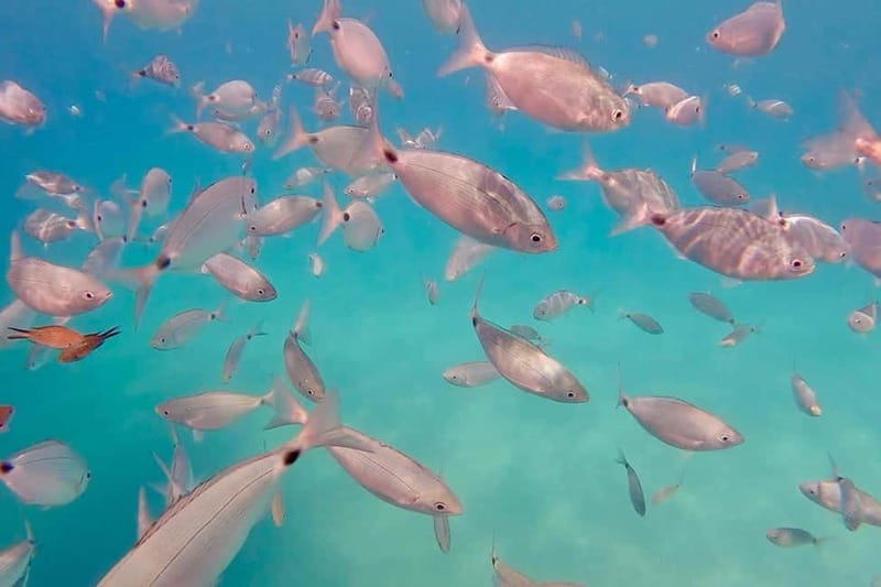 Can Picafort: 3h Private Boat – Caves & Snorkeling - Key points before you book