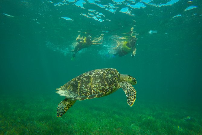 Cancun Adventure: Reef Snorkeling & Parasailing Experience - Who will get the most from this outing?