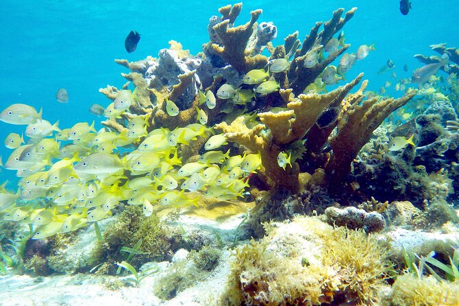 Cancun Snorkeling Adventure: Underwater Museum, Reef & Shipwreck - The reef, turtles, and open water