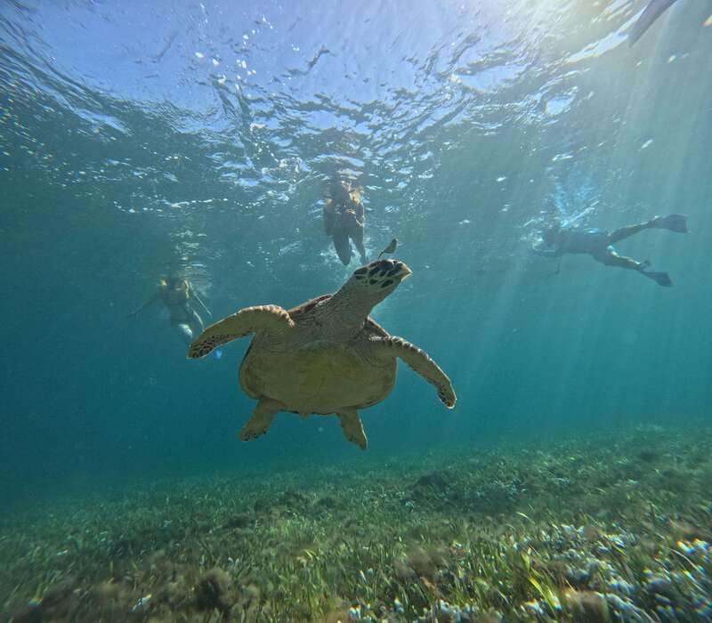 Cancun: Snorkeling Boat Tour with Gear - Why this short Cancun tour is appealing