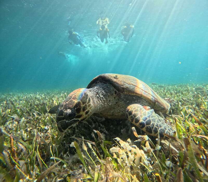 Cancun: Snorkeling Boat Tour with Gear - El Meco reef, a gentle first look at Cancun’s sea life