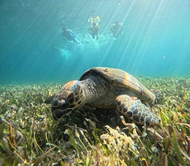 Cancun: Snorkeling Boat Tour with Gear - The shipwreck on white sand
