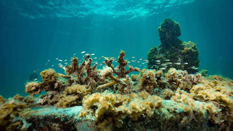 Cancun: Snorkeling Tour at MUSA The Underwater Museum - Who should book this experience?