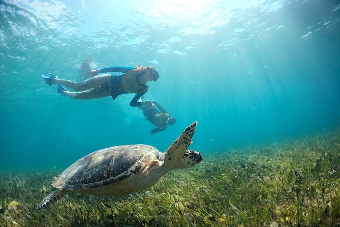 Cancun Snorkeling Tour: Swim with Turtles, Reef, Underwater Museum and Shipwreck - What the $69 price really covers