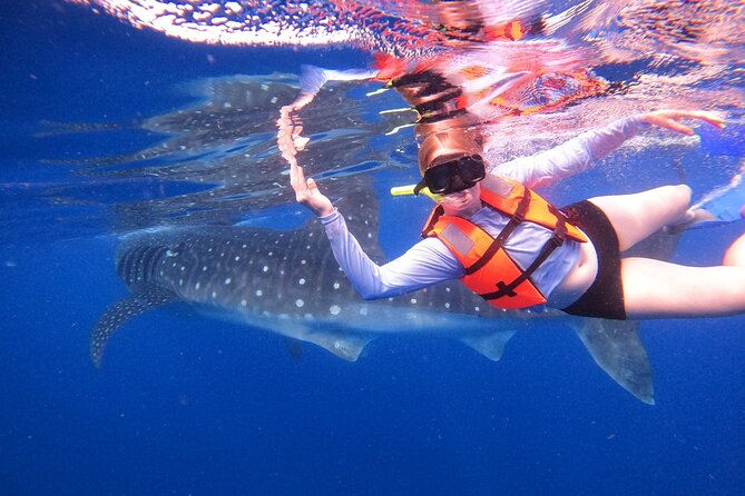 Cancun Whale Shark Experience with Snorkel & Transportation - Why this whale shark trip is special