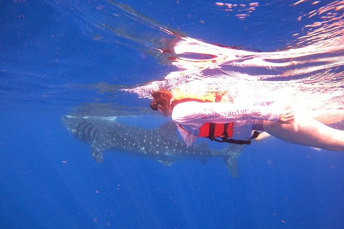 Cancun Whale Shark Experience with Snorkel & Transportation - Guides, boat handling, and group feel