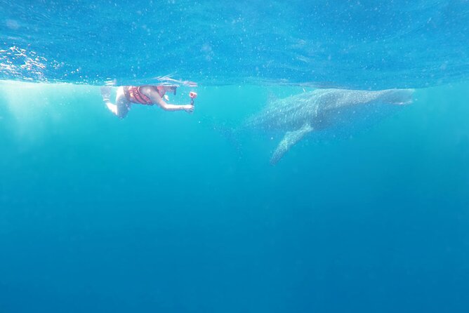 Cancun Whale Shark Experience with Snorkel & Transportation - Is $210 a fair price?