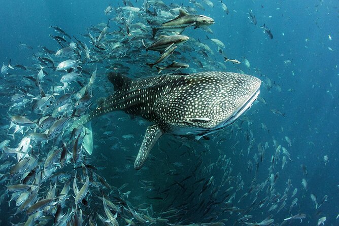 Cancun Whale Shark Experience with Snorkel & Transportation - Who should book this experience?