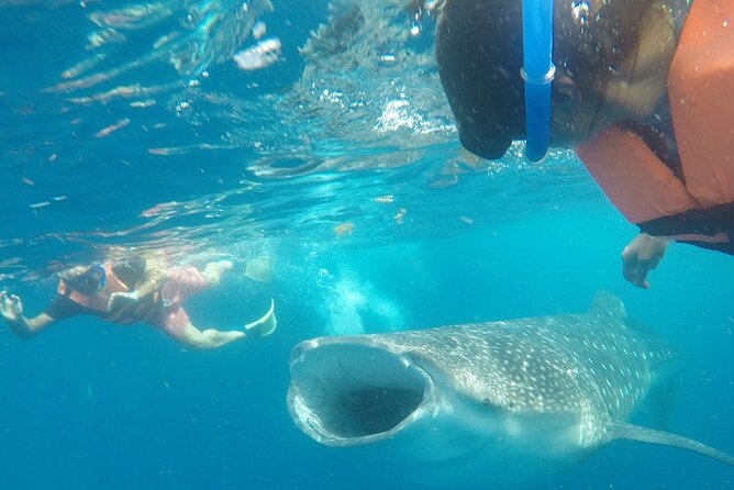 Cancun Whale Shark Experience with Snorkel & Transportation - The 7:00 am pickup and speedboat ride