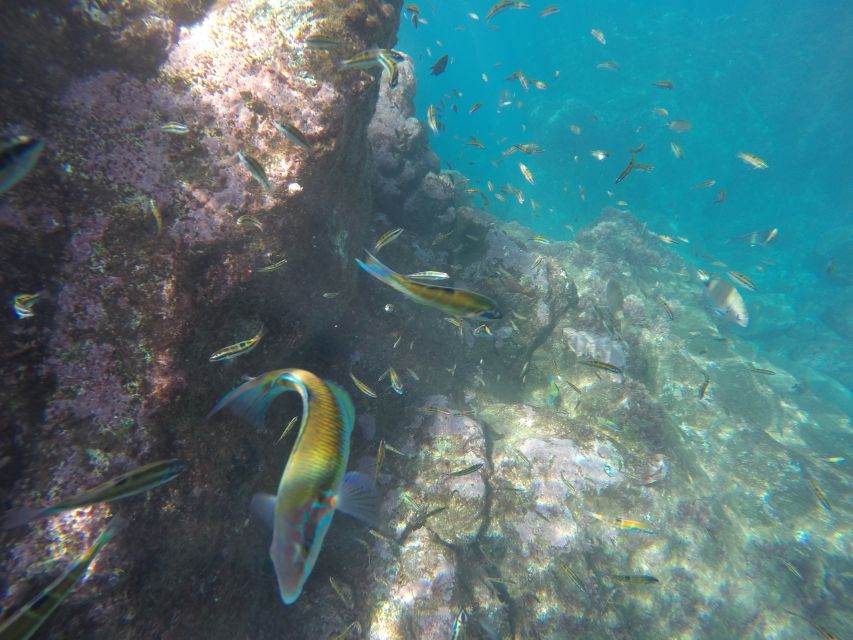 Caniço, Madeira: Marine Reserve Kayak & Snorkelling Tour - Equipment, instruction, and the guide’s role